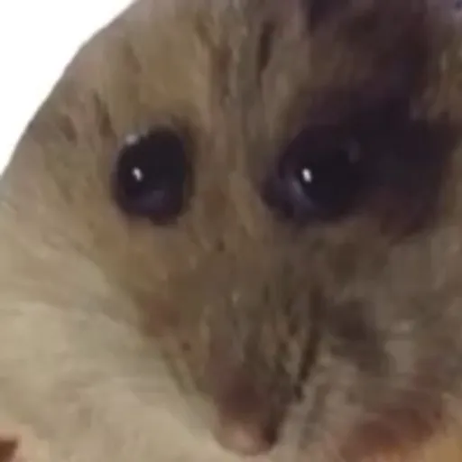 creator Hampter2's avatar