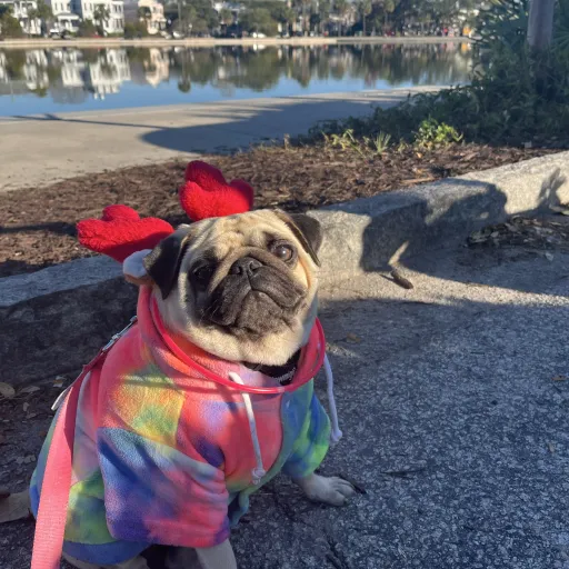 creator Ella pug's avatar