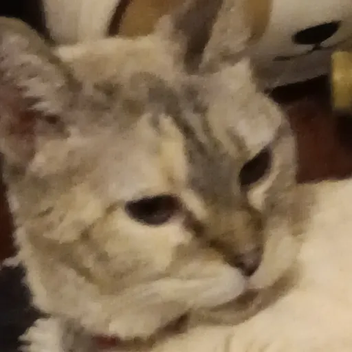 creator CandleCat's avatar