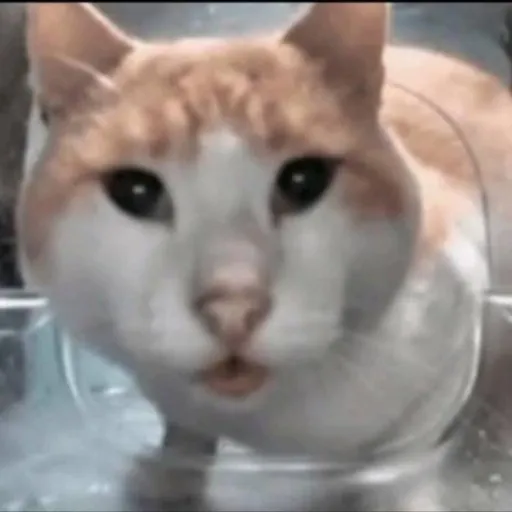 creator pleaseburgercheese's avatar