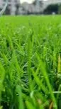 ai character: Grass background