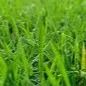 chat with ai character: Grass