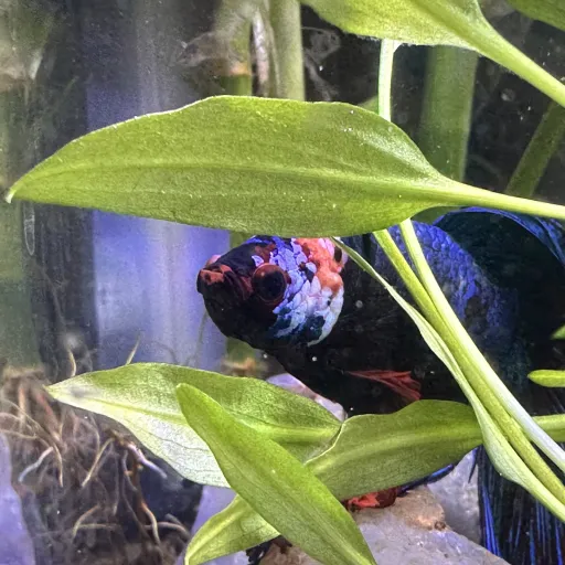 creator fish of ai's avatar
