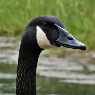 chat with ai character: Goose