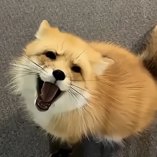 creator 🐿K1k4K4i🐿's avatar