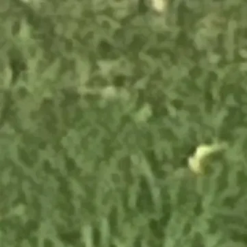 creator Grass12's avatar