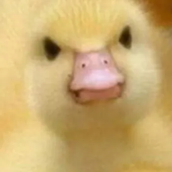 creator ~ducking_mad~'s avatar