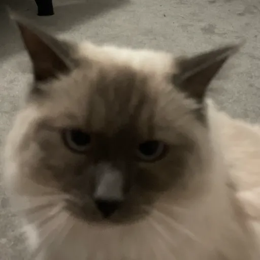 creator ☆╺╺ Kat╺╺☆'s avatar
