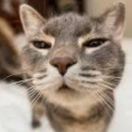 creator kitty lover78's avatar