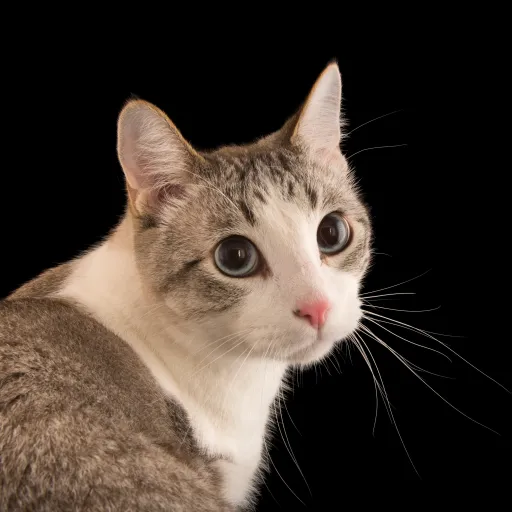 creator Cat-Lover-4-Everz's avatar