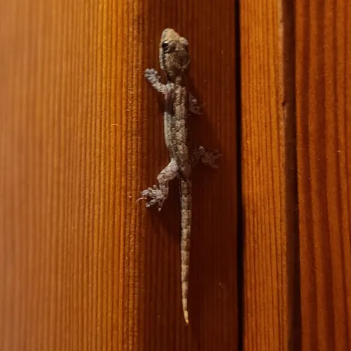 creator geckolover32's avatar