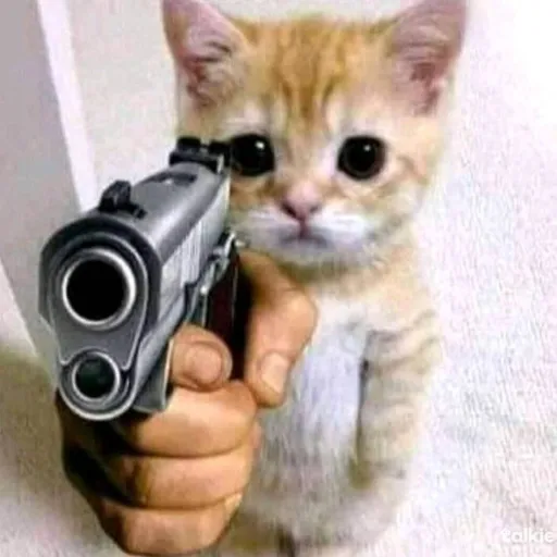 creator El Gato with a gun's avatar