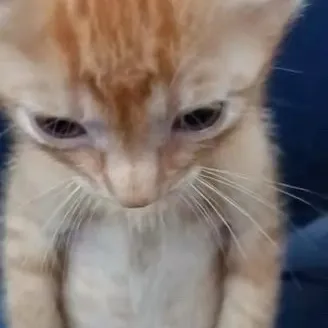 creator Cat ask me ques ti's avatar