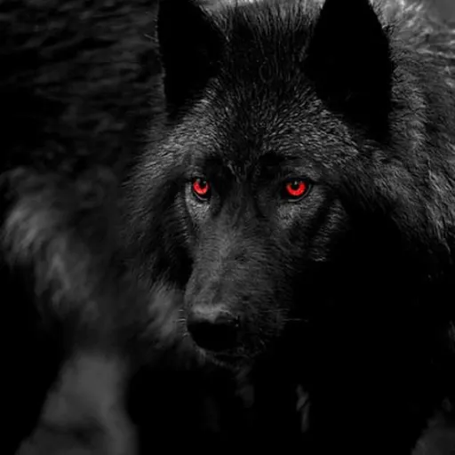 creator Paige(Shadow)'s avatar