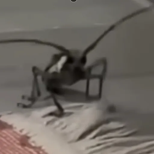 creator A friendly beetle's avatar