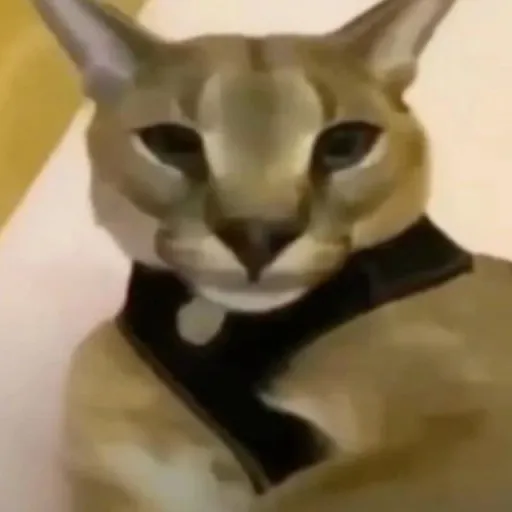 creator hecke's avatar
