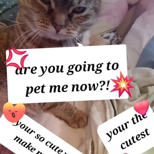 creator 1 cat lover😘😻's avatar