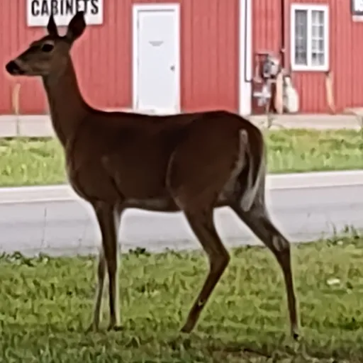 creator Deerlover99's avatar