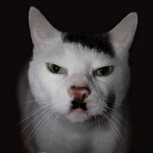 creator KitlerTheSecond's avatar