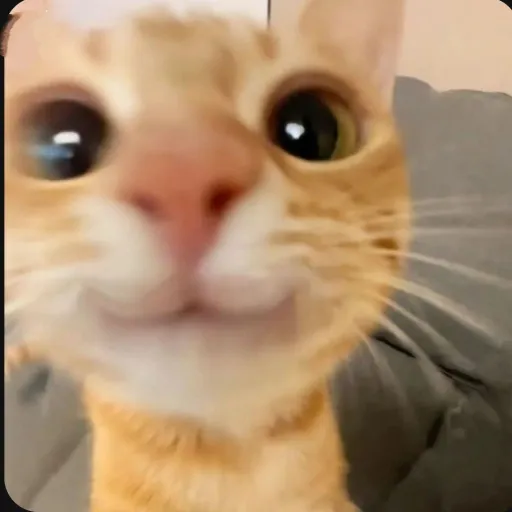creator can't.guard.me's avatar
