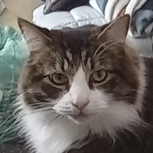 creator catwastaken's avatar