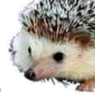 creator carl the hedgehog_'s avatar