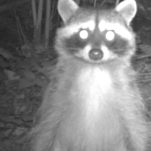 creator Raccoon~feet's avatar