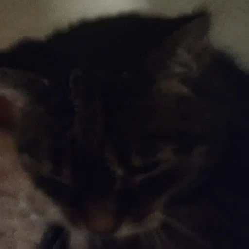 creator CATLOVER30's avatar