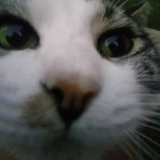 creator ?milicat7 u's avatar