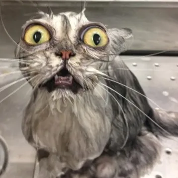 creator cats.are.slay's avatar