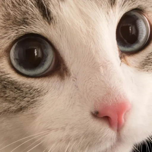 creator jaxon the cat❤️'s avatar
