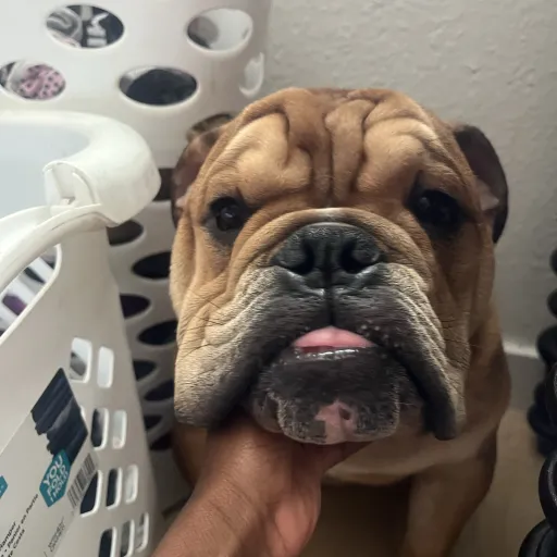 creator Duke/Gio's avatar