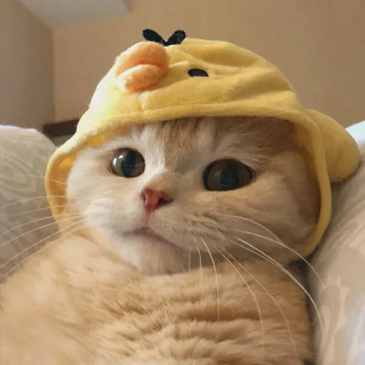 creator 动漫小姐姐定期更新's avatar