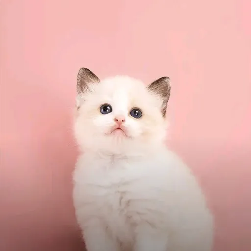 creator Tiktokrules123pip.'s avatar