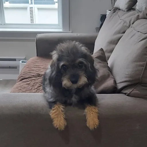 creator DOGGO!♡'s avatar