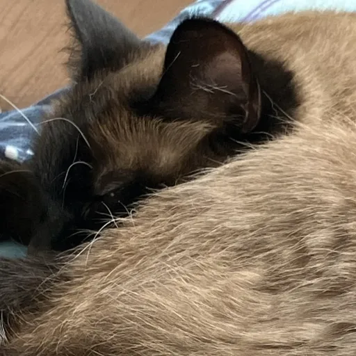 creator Cat lover 88's avatar