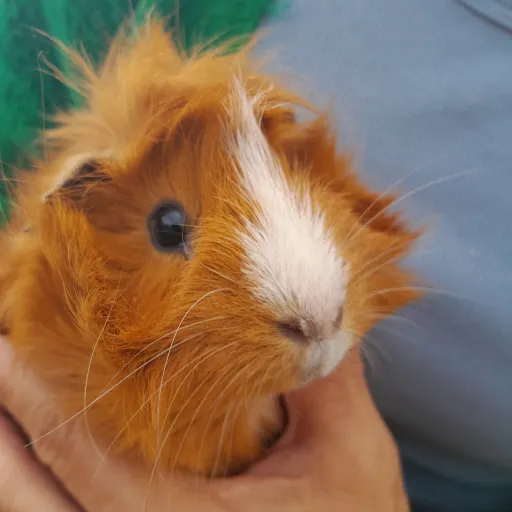 creator ✨️furball✨️'s avatar