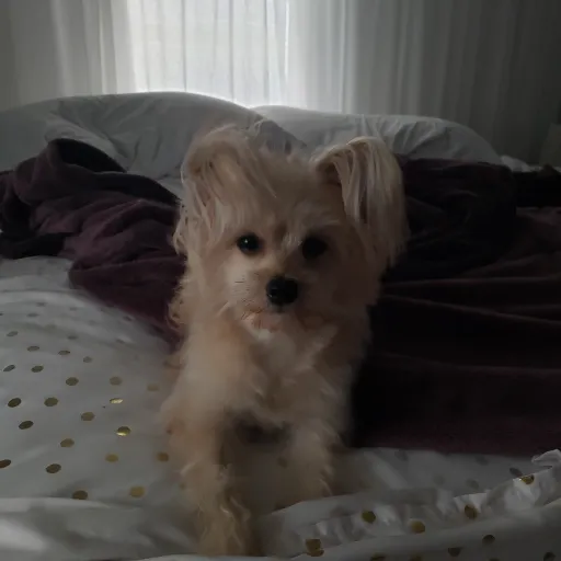 creator dog-lover/SCREAM's avatar
