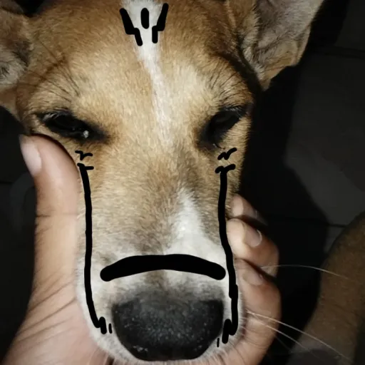 creator dogkuna's avatar
