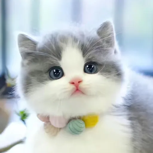 creator Fluffed floofie's avatar