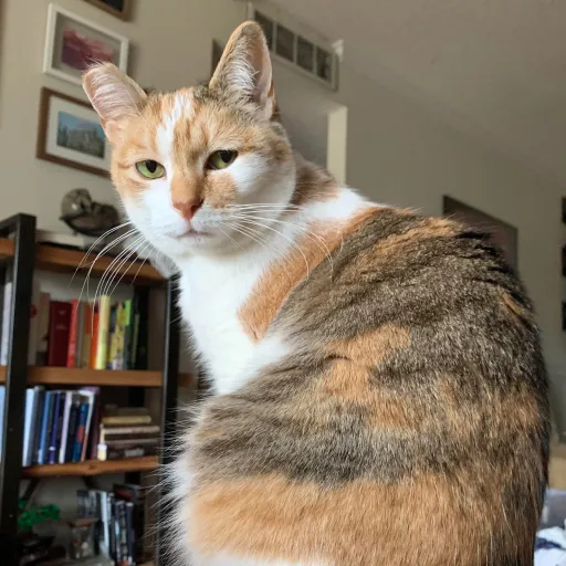 talkie's author avatar