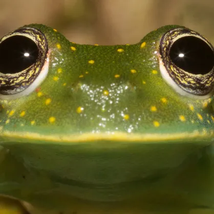 creator Frogwizard's avatar