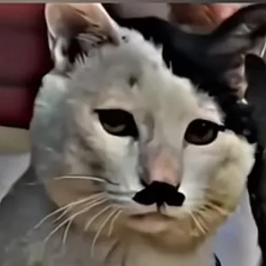 creator Adolf Kitl3r's avatar
