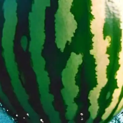 chat with ai character: 🍉Watermelon🍉