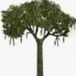creator Lepidodendron tree's avatar