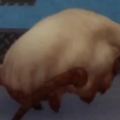 creator the best headcrab's avatar
