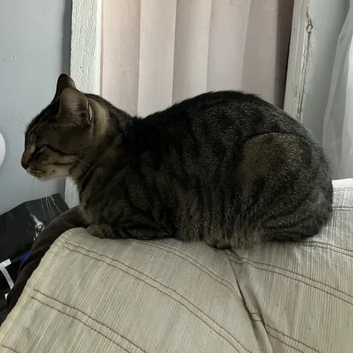 creator My cat being worm.'s avatar