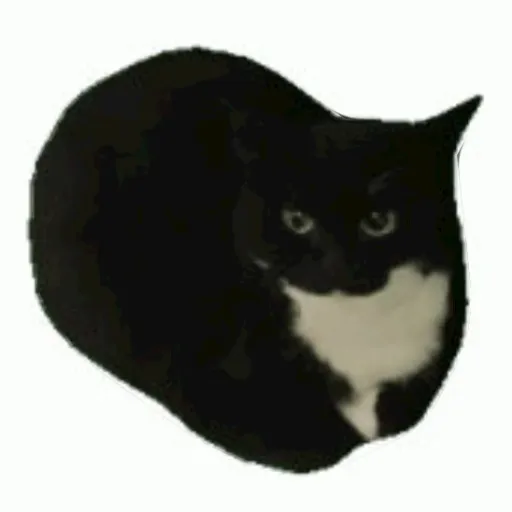 creator ultra-rizz cat's avatar
