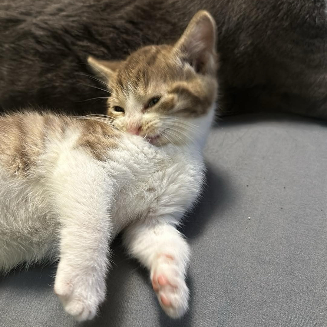 Help Memories of hh Talkie AI