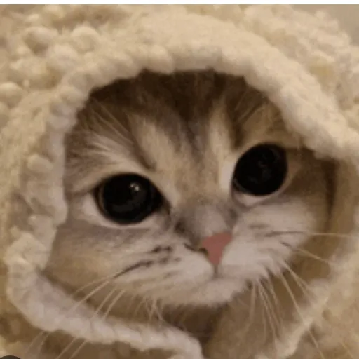 creator ʕ´•ᴥ•`ʔ𝐚𝐦𝐞𝐥!𝐚•°'s avatar